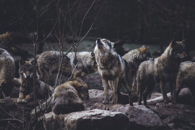 Herdershond neemt het op tegen 11 bloeddorstige coyotes om de schapen van de familie te beschermen