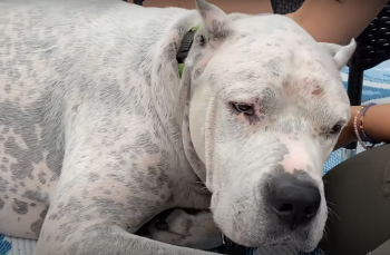 Hond gevonden naast zijn overleden baasje, leert opnieuw te leven en lief te hebben