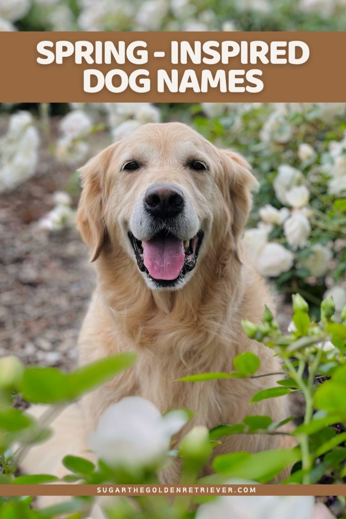Op de lente geïnspireerde hondennamen voor uw Golden Retriever