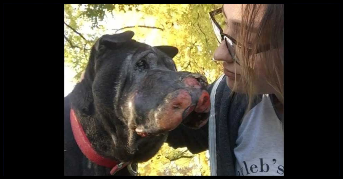 Meisje redt 'stervende hond' en dan laat hij haar weten dat het tijd is om 'tot ziens' te zeggen
