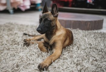 Ultieme Belgische Mechelse herder Puppy Boodschappenlijst: Checklist van 23 must-have items