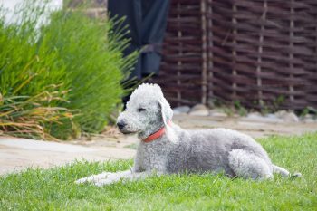 Ultieme boodschappenlijst voor Bedlington Terrier-puppy's: checklist met 23 must-have items