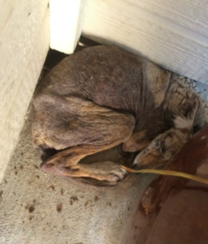 Vrouw dacht dat ze een dakloze 'hond' op haar veranda had gevonden, terwijl het "helemaal geen hond" was
