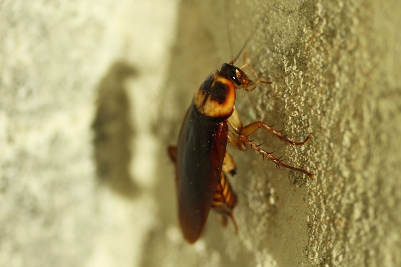 Kakkerlak die op de muur kruipt