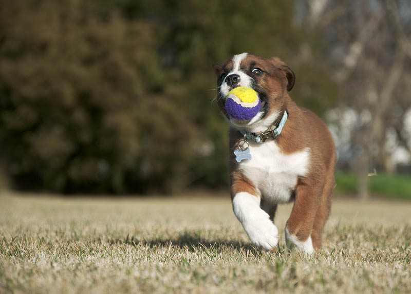 Het puppy van Labernard dat met een bal loopt