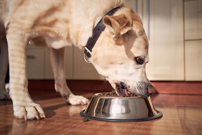 De hond van Labrador Retriever die zijn voedsel uit een kom eet