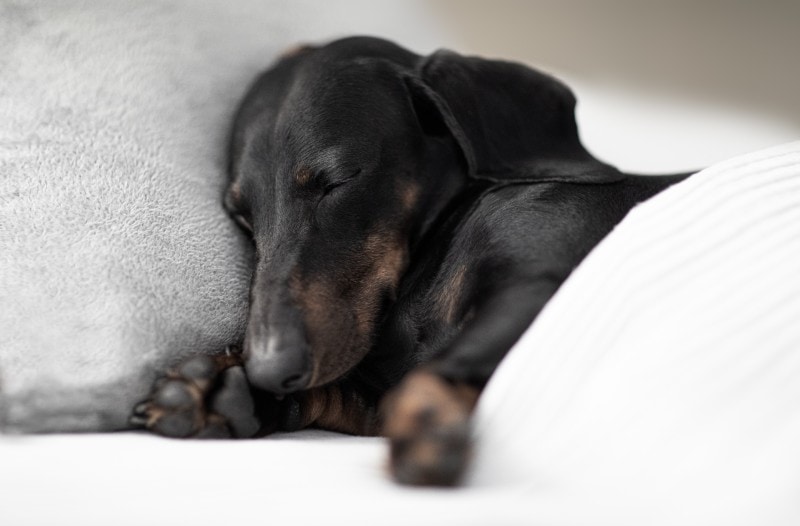 Zieke teckelhond die onder de deken slaapt