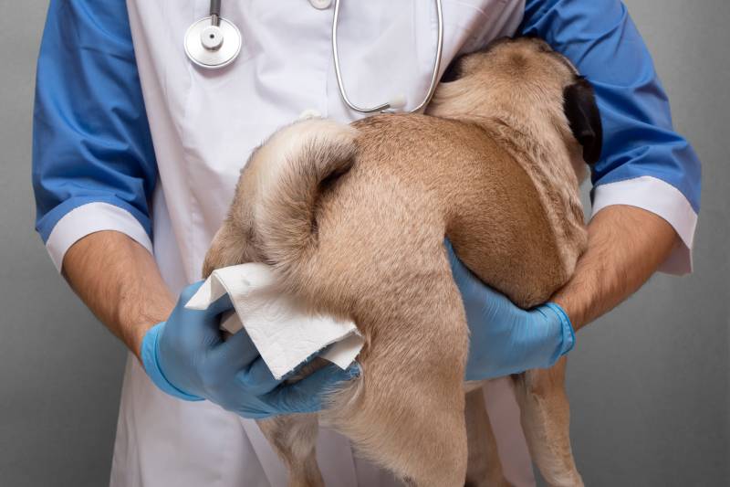Dierenarts die de anaalklieren van een hond in een dierenkliniek schoonmaakt