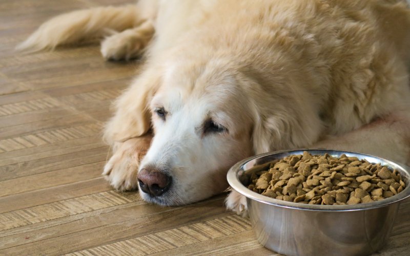 Droevige Golden Retriever-hond naast voedselkom op de vloer zonder eetlust