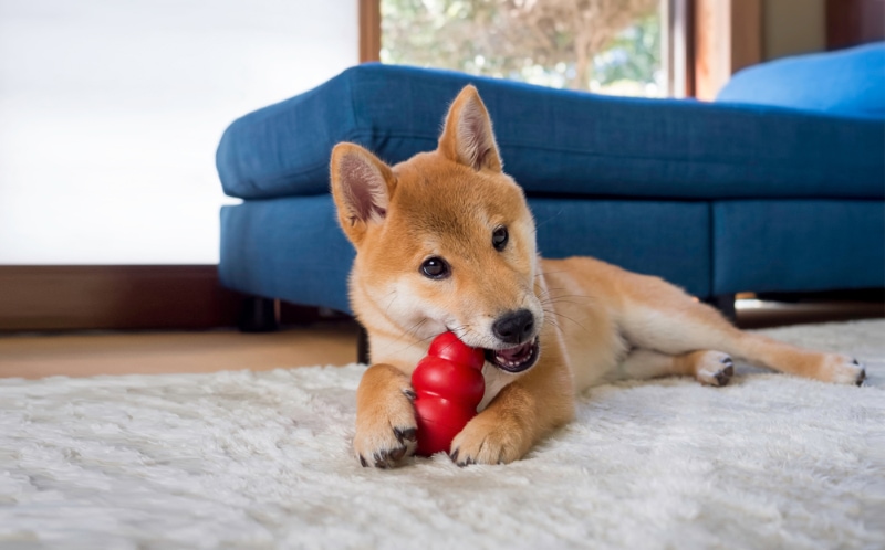 Shiba Inu hond kauwen op een kong speelgoed