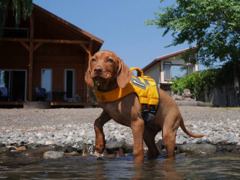 Vizsla-puppy die zich in water bevinden die vest dragen