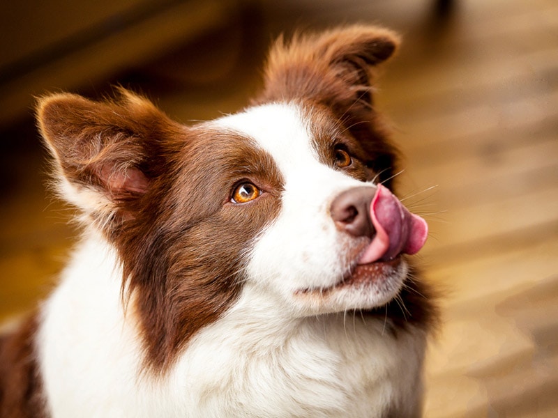 border collie hond likken nose
