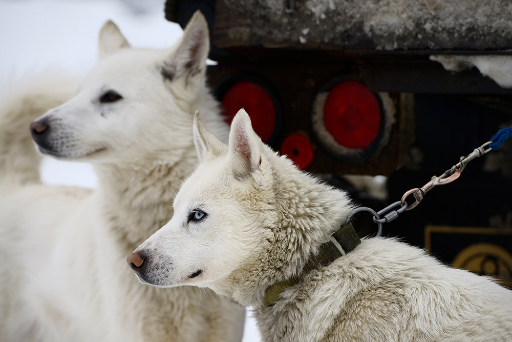 Close-up van blonde Seppala Siberische Sledehonden die wachten om voor hondenslederassen te worden vastgemaakt