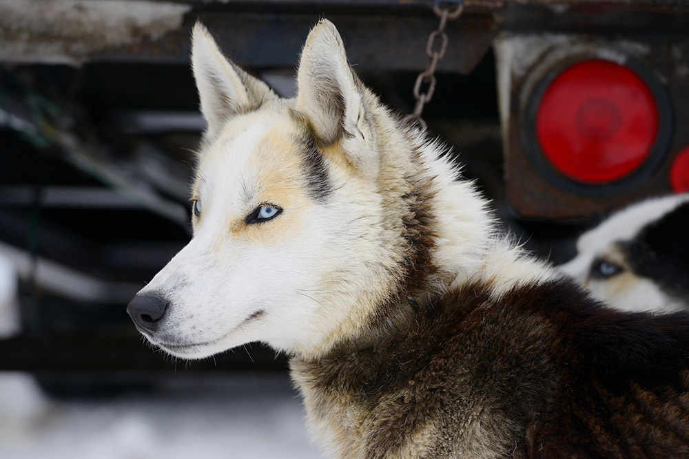 Close-up van Seppala Siberische sledehonden met blauwe ogen die wachten om te worden vastgemaakt voor hondenslederassen