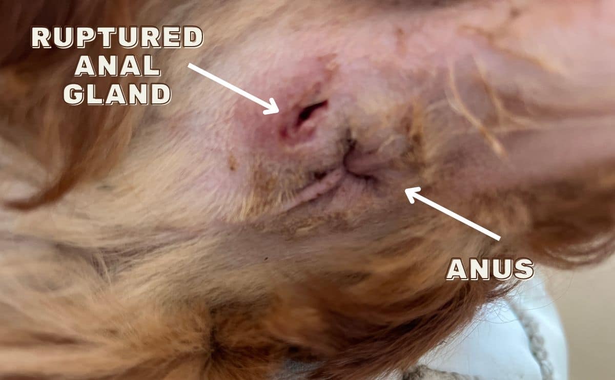 Close-up van het anusgebied van een hond en gescheurde anaalklier.