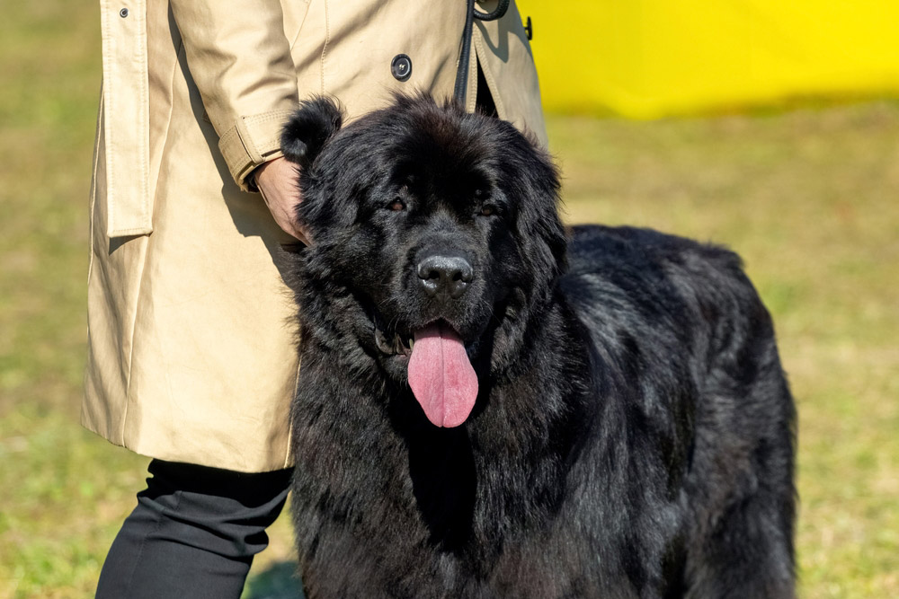 Newfoundlander hond aan de lijn met eigenaar in het park