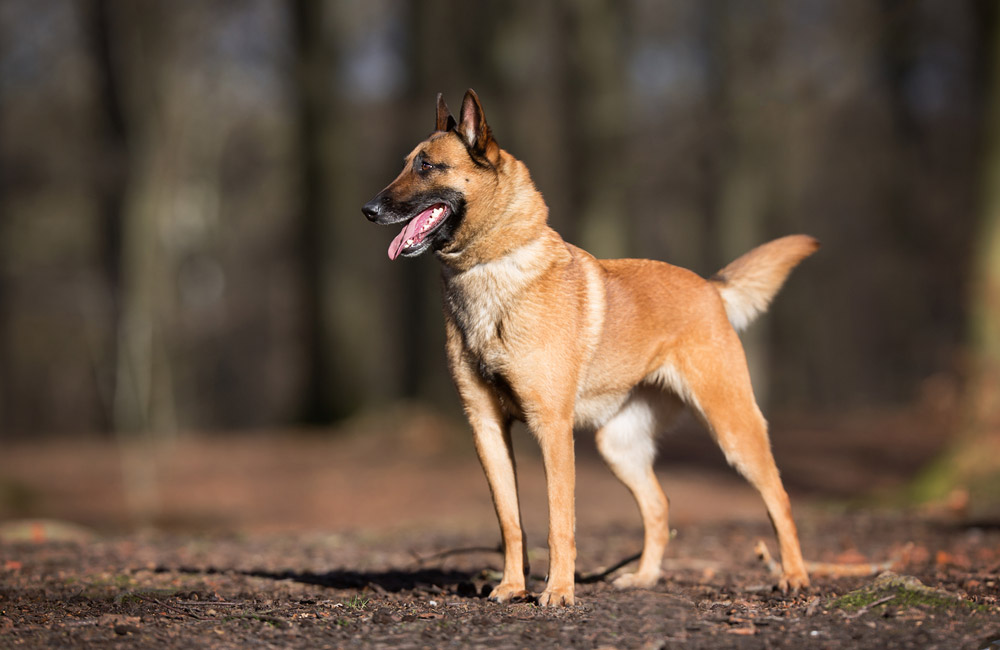 Belgische Mechelaar hond die zich in het bos bevindt