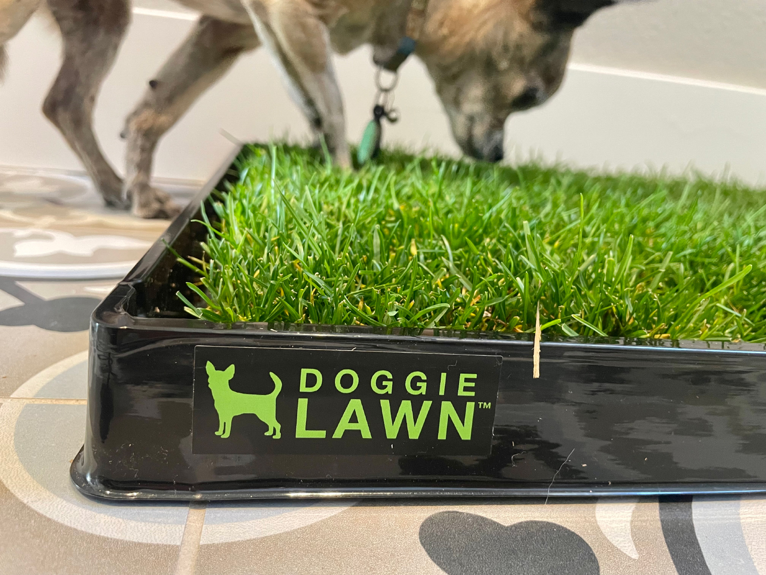 DoggieLawn Dog Grass Pad - papyrus snuiven aan de pad