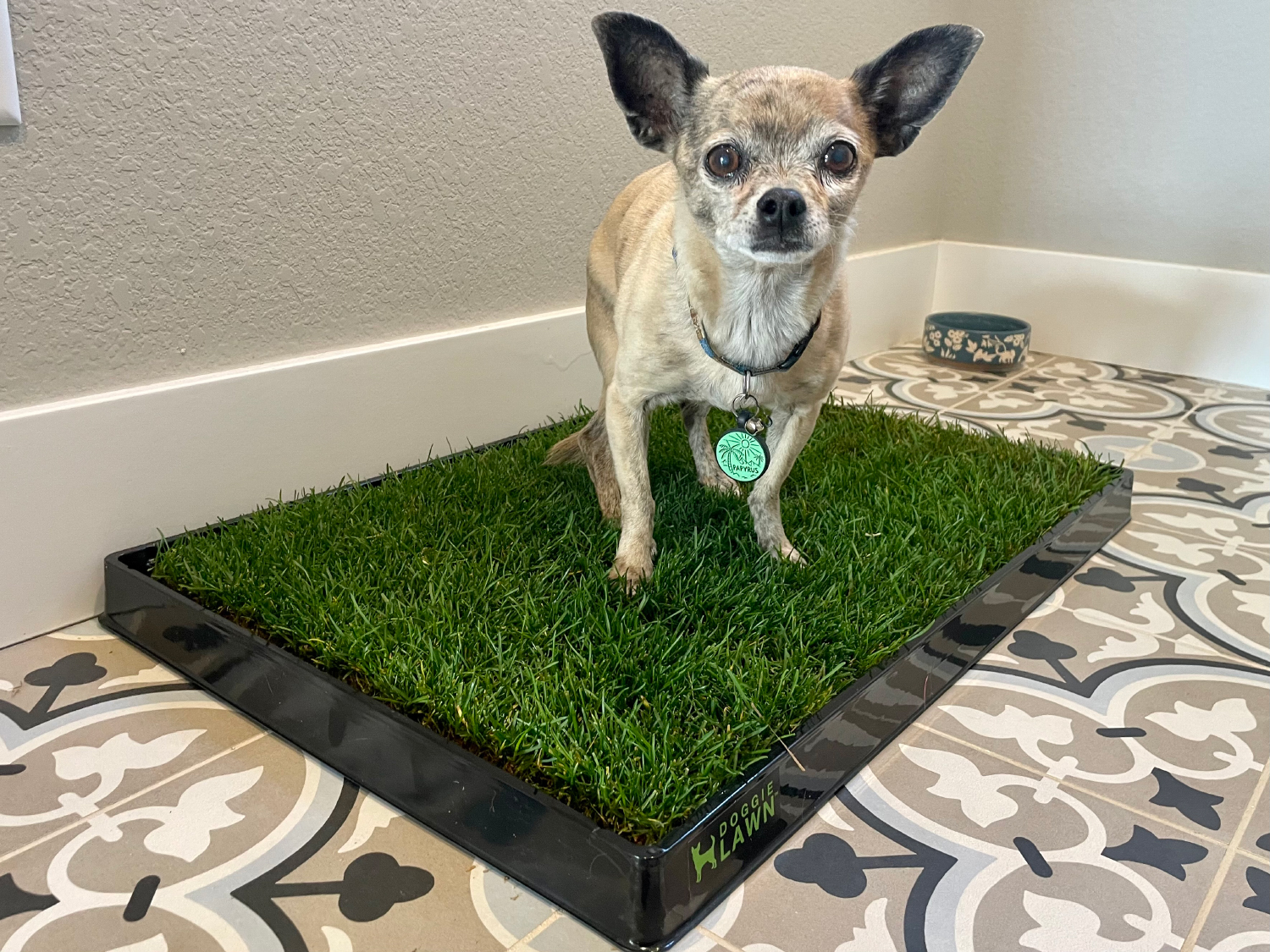 DoggieLawn Dog Grass Pad - papyrus op het product