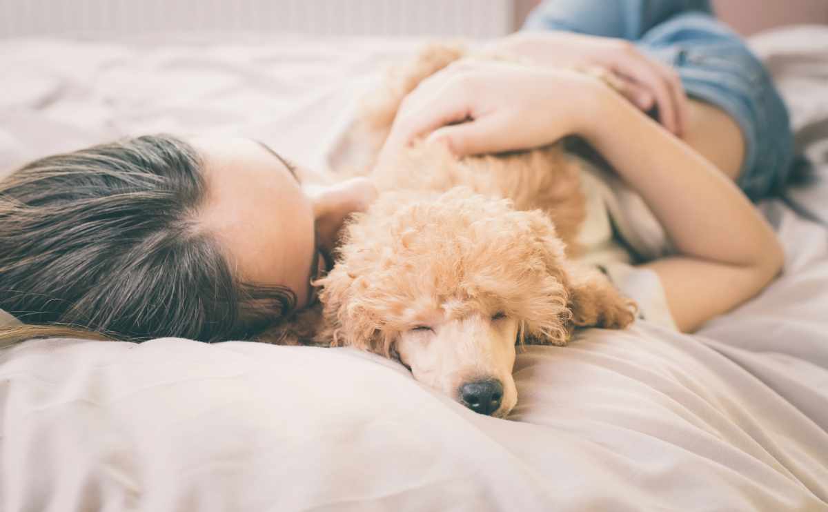 De jonge vrouw ligt en slaapt met poedelhond in bed die zieke hond troosten