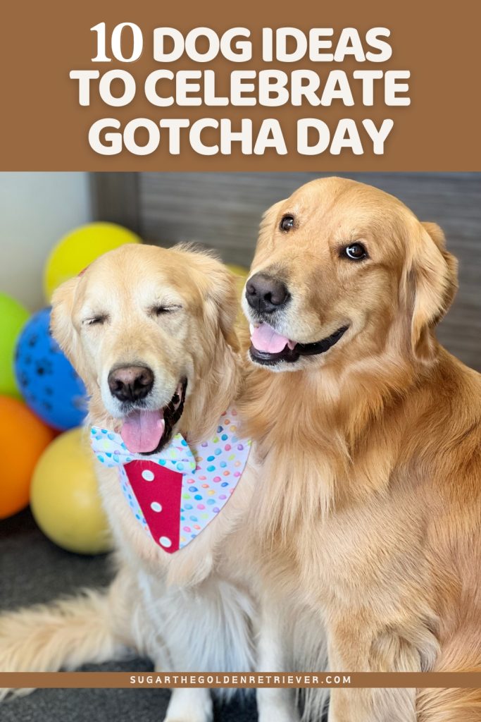 10 hondenideeën om Gotcha Day te vieren