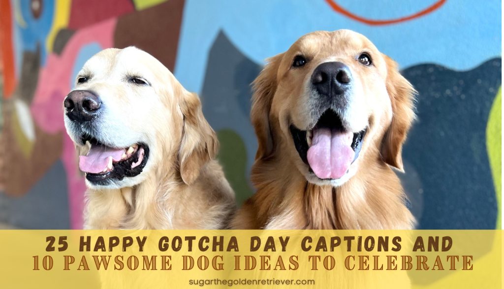 25 Happy Gotcha Day-bijschriften en 10 geweldige hondenideeën om te vieren
