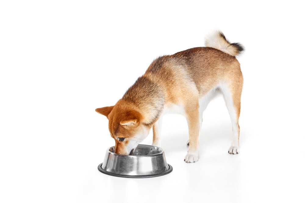 Shiba Inu hond eten uit metalen kom