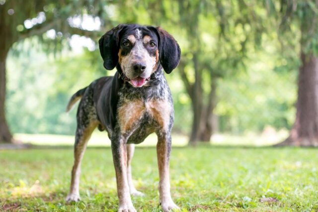 Beste online hondentrainingslessen voor Amerikaans-Engelse Coonhounds
