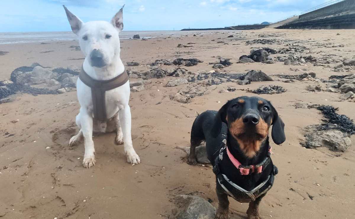 Twee honden op het strand met zeewier.