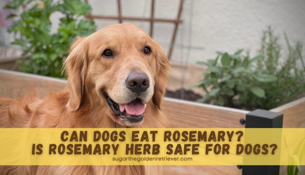 Is rozemarijnkruid veilig voor honden? Kunnen honden rozemarijn eten?