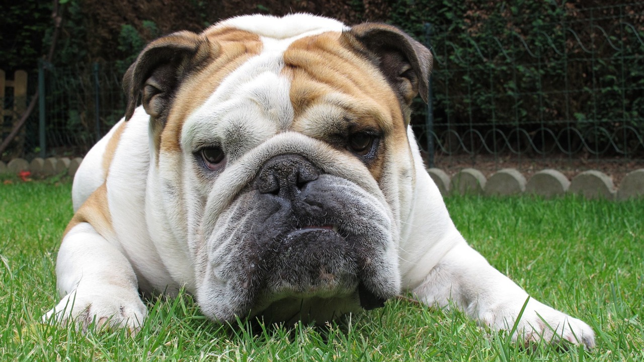25 dingen om van te houden Bulldog