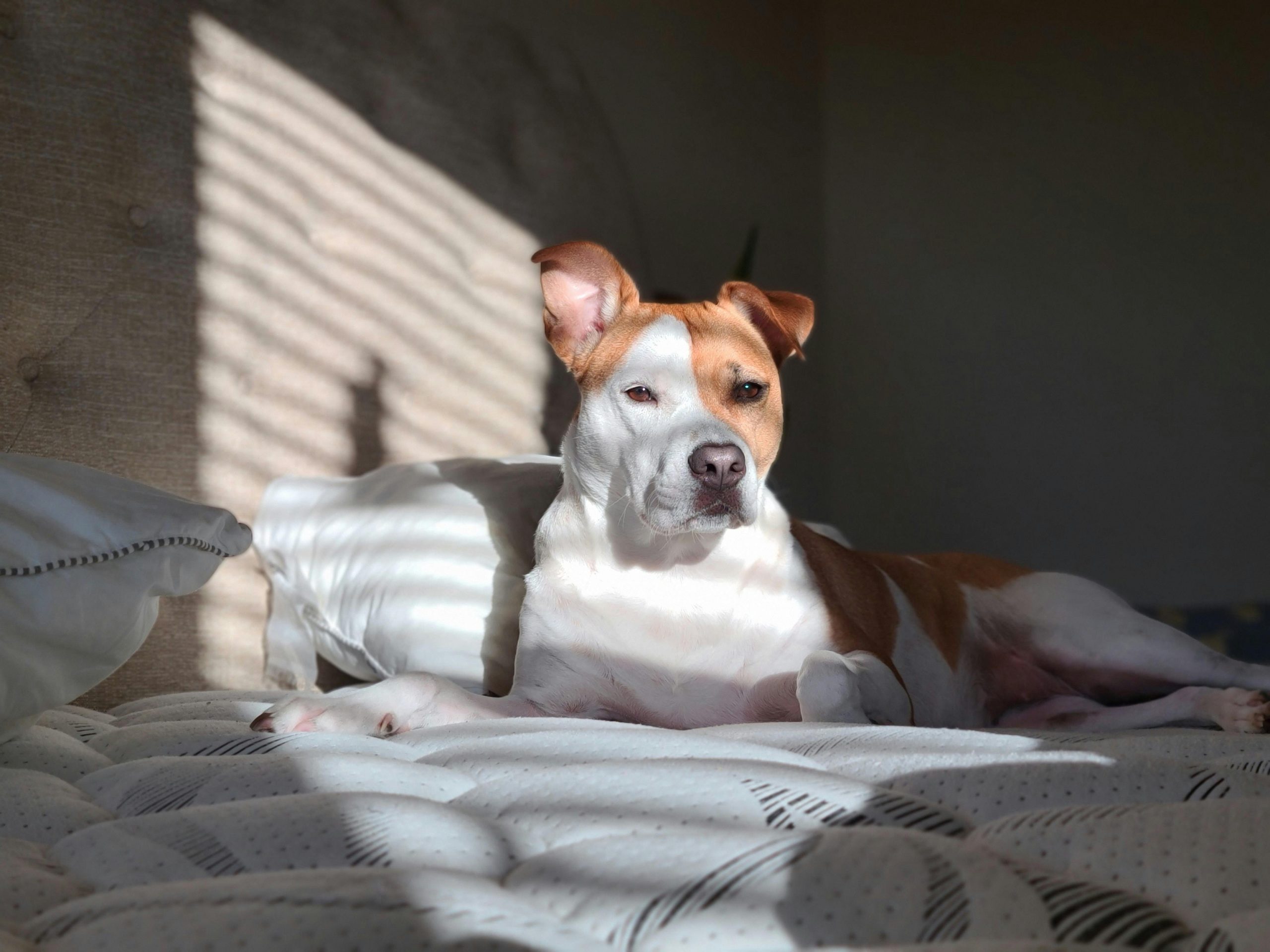25 dingen om van te houden aan een American Staffordshire Terriers
