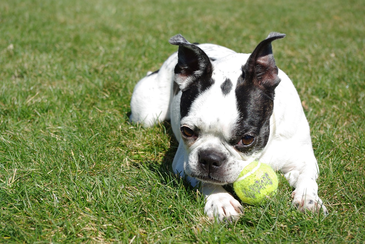 25 dingen om van te houden over Boston Terriers