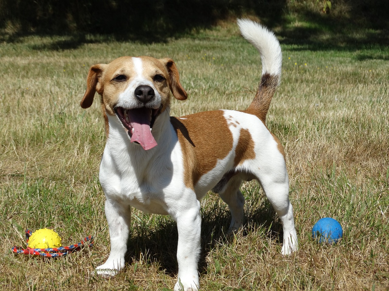 25 dingen om van te houden over Jack Russell Terriers