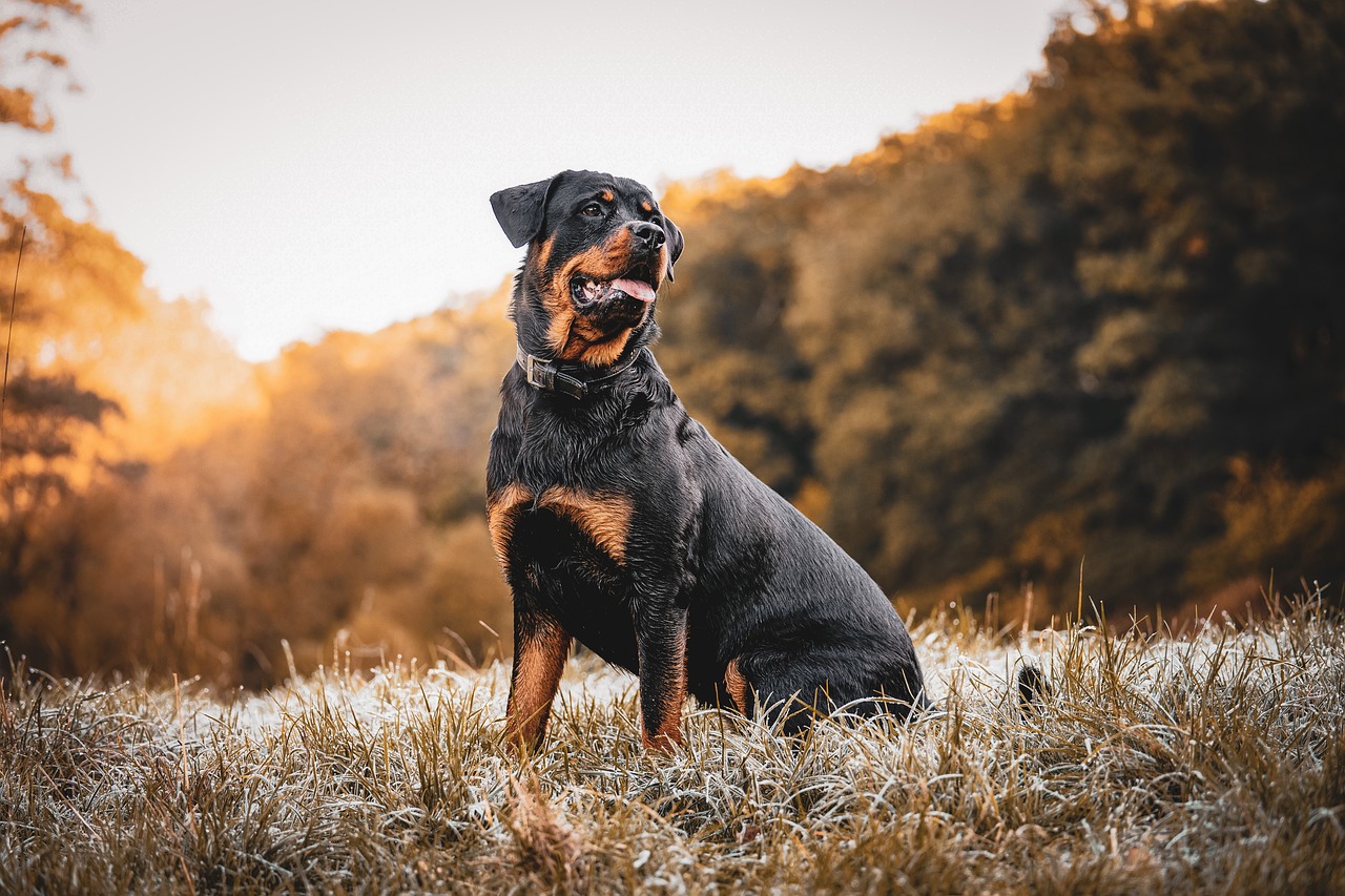25 dingen om van te houden over Rottweilers