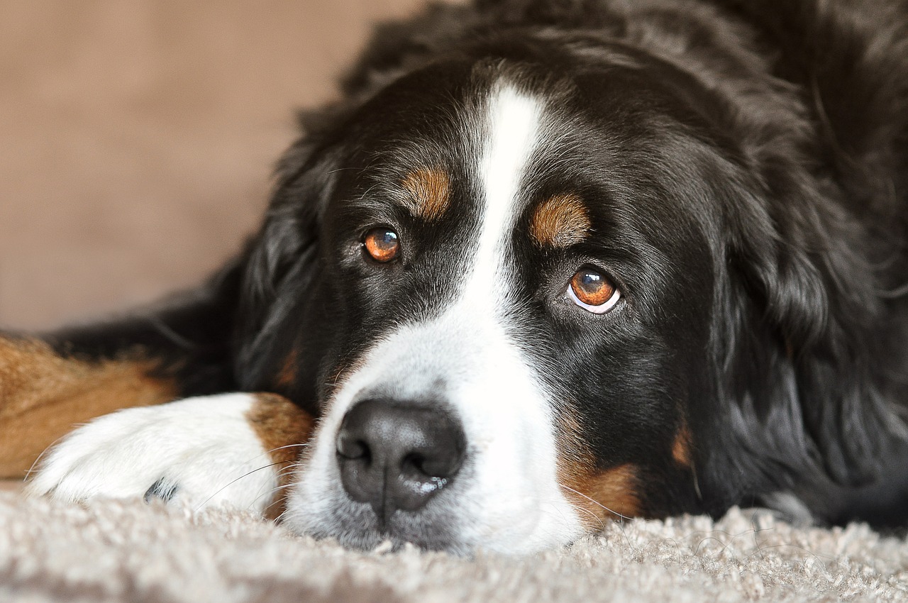 7 manieren om uw huis comfortabeler te maken voor een ouder wordende hond