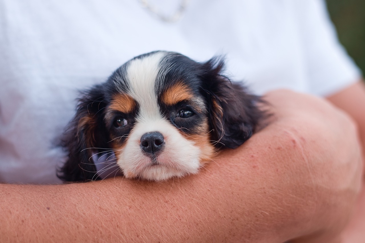 8 rustigste hondenrassen: zachtaardige en gemakkelijke puppy's voor senioren