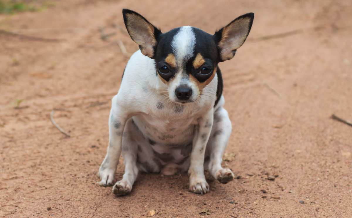 Chihuahua scooting kont op een onverharde weg.
