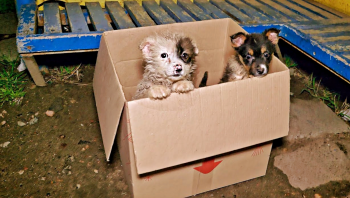 Buschauffeur komt tot stilstand als hij puppy's uit kartonnen doos ziet 'prikken'