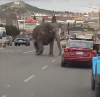 Circus Elephant Adventure Ontsnapping en intriges op Harrison Avenue