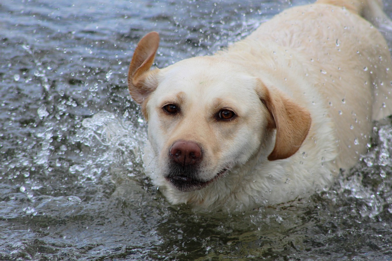 De 10 meest enthousiaste hondenrassen over water