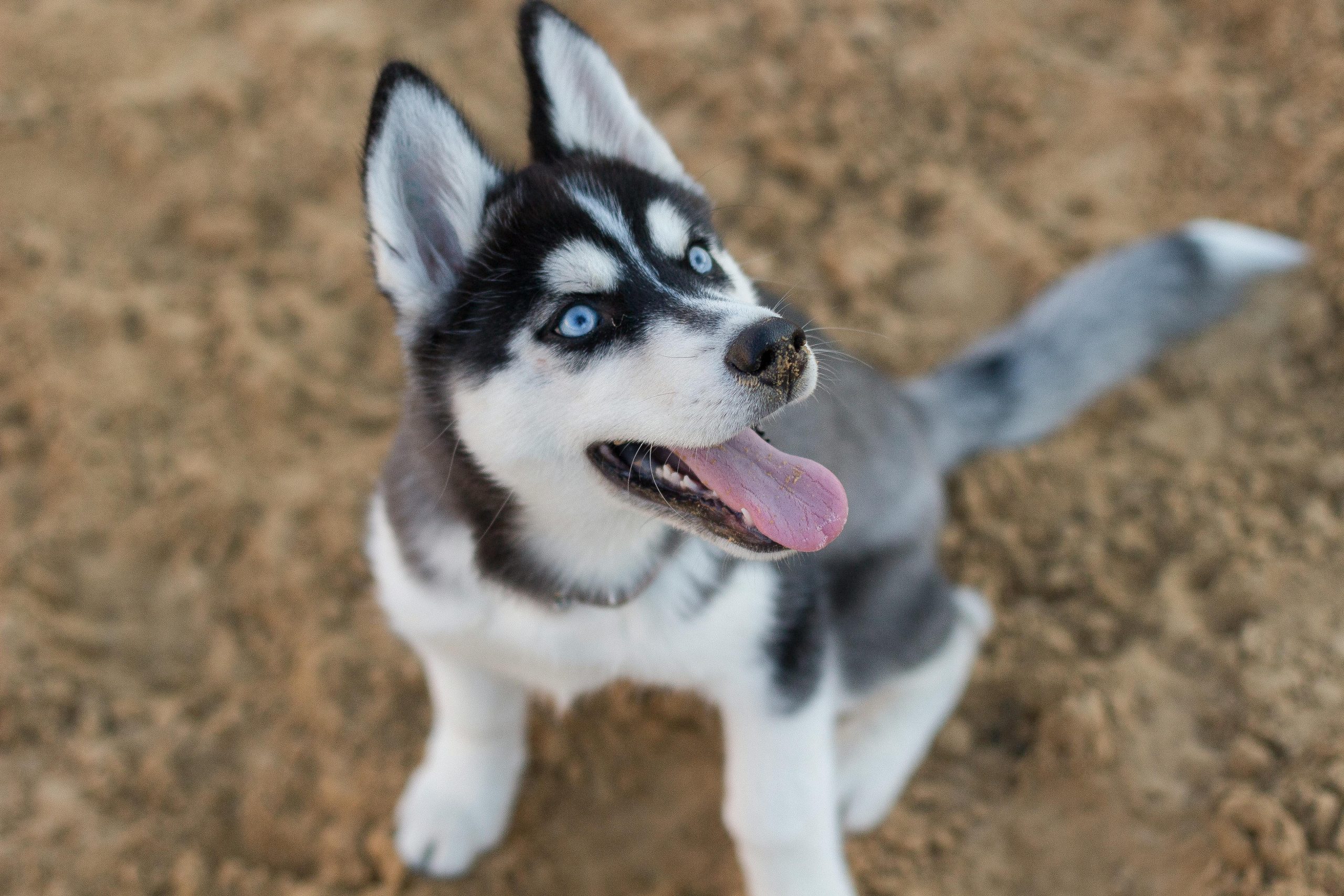 De 15 meest fotogenieke hondenrassen ter wereld