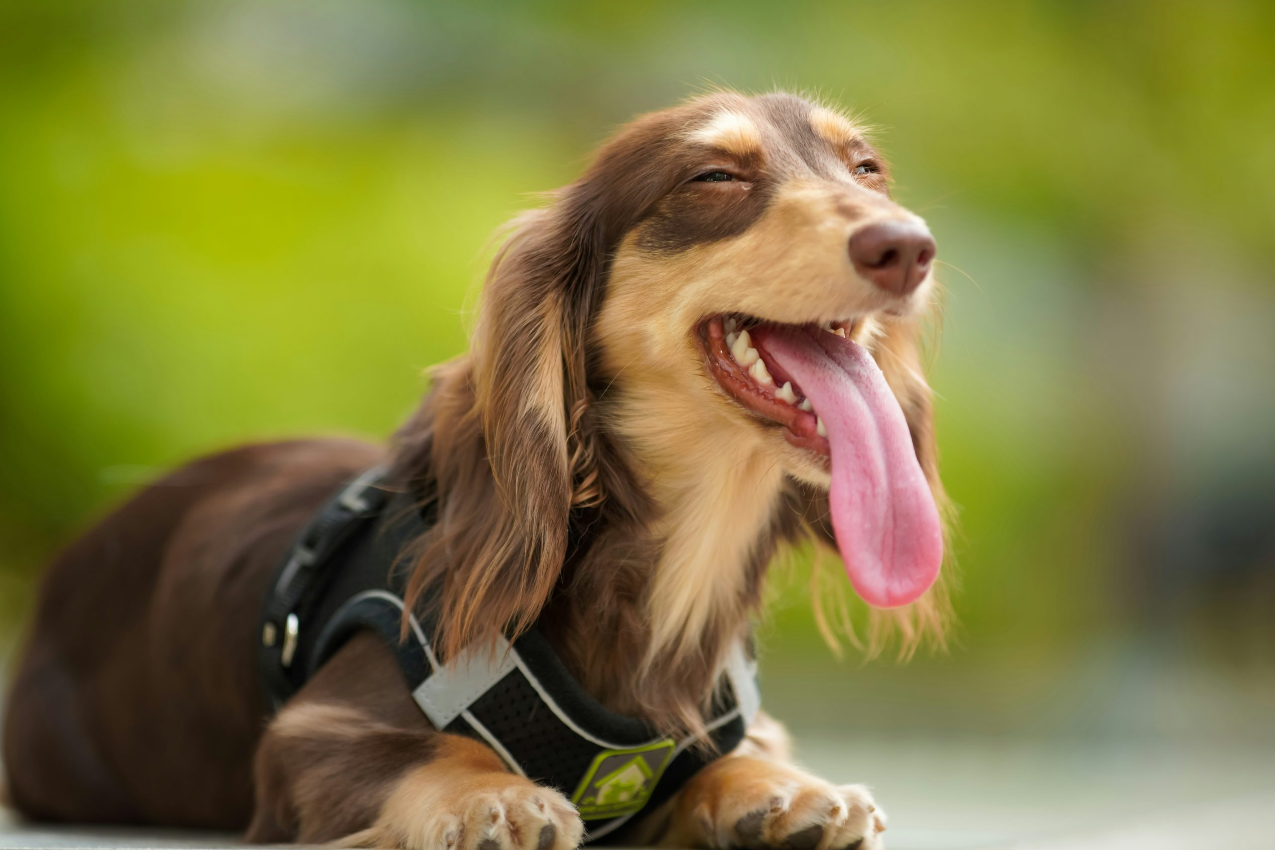 De 8 hondenrassen die het meest vatbaar zijn voor rug- of ruggengraatproblemen