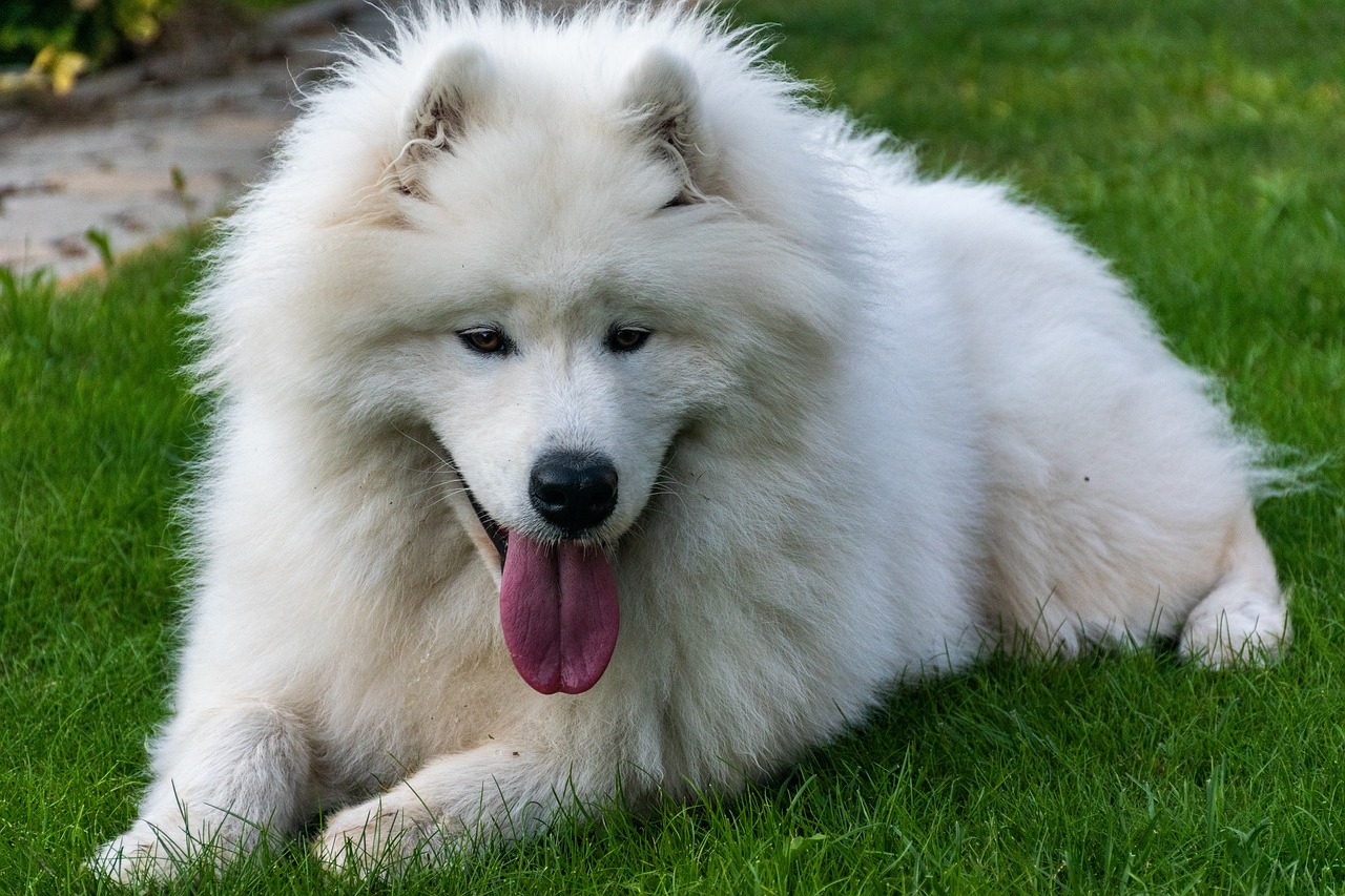 De 8 schattigste witte hondenrassen