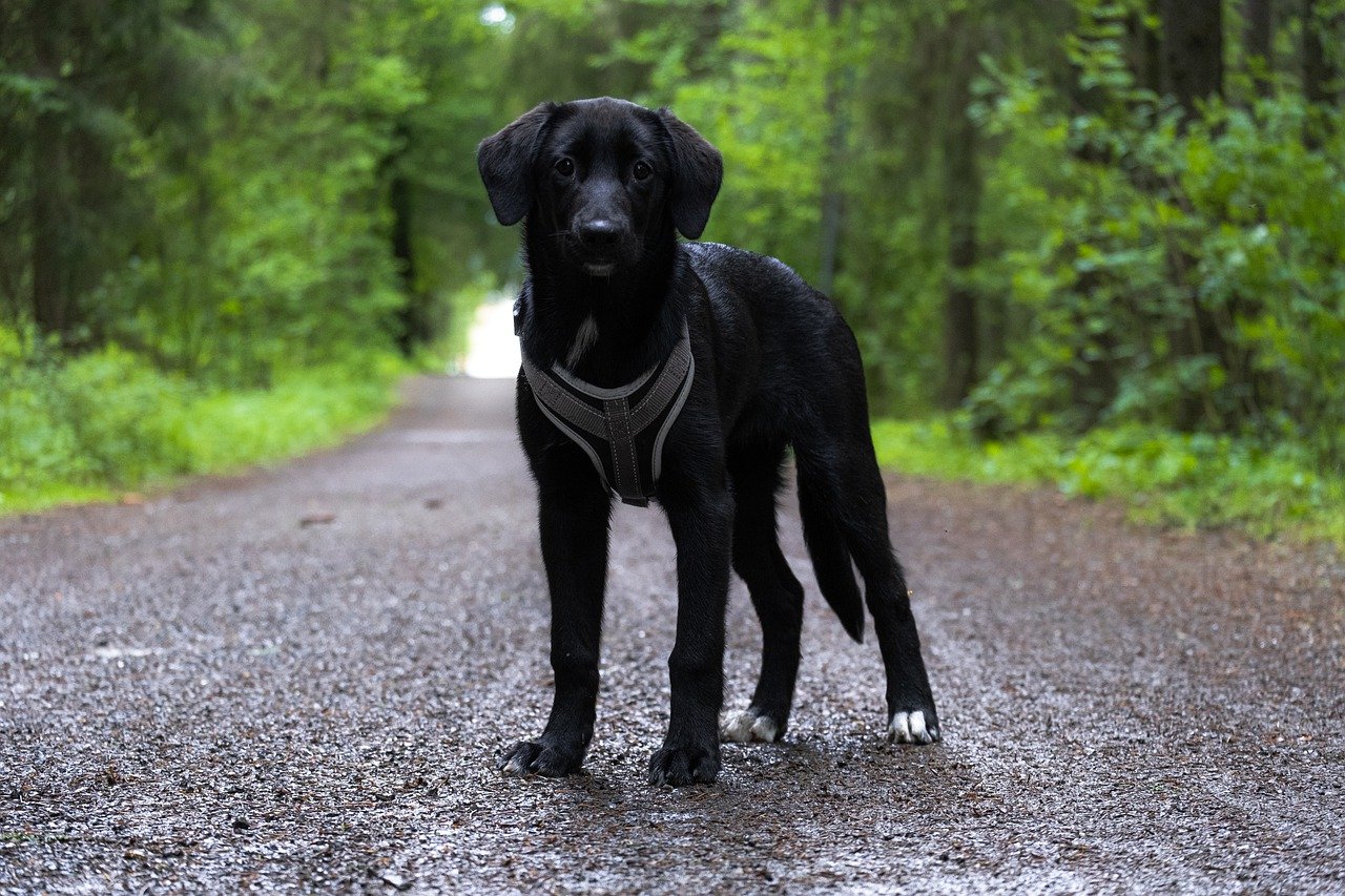 De 8 schattigste zwarte hondenrassen