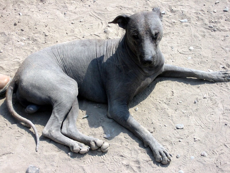 Ecuadoraanse Haarloze Hond die in de grond legt die de sun_Flickr neemt