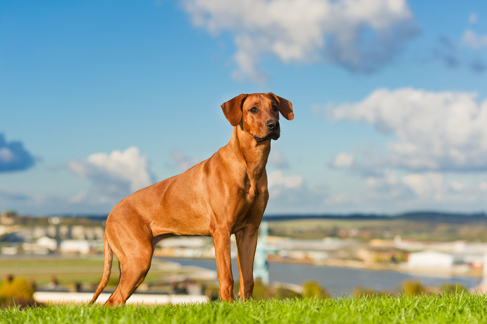 Rhodesian Ridgeback-hond die zich op gras bevindt