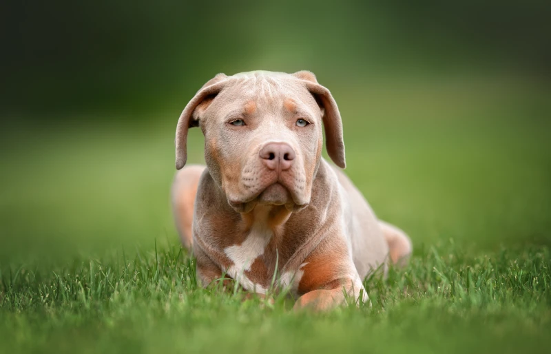 De Amerikaanse hond van het Pestkopxlpuppy die op het gras in openlucht liggen