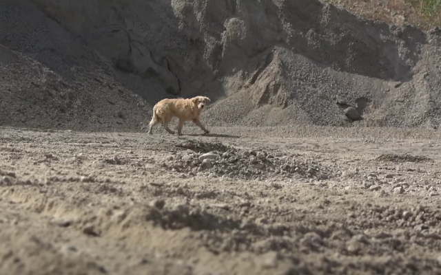 In de steek gelaten en alleen, werd deze hond gedumpt in een grindfabriek