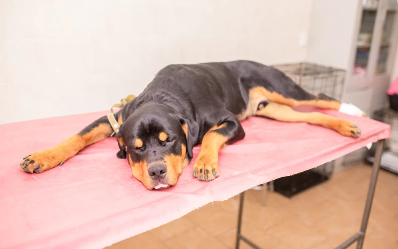 Zieke Rottweiler-hond in een dierenkliniek
